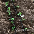 Radish maze drip irrigation zone planting